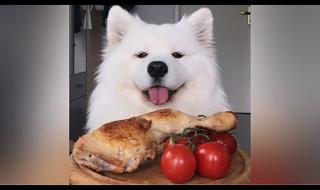 小狗狗可以吃番茄吗