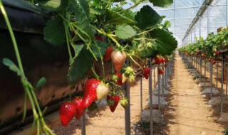 大草莓种植方法 草莓的种植方法
